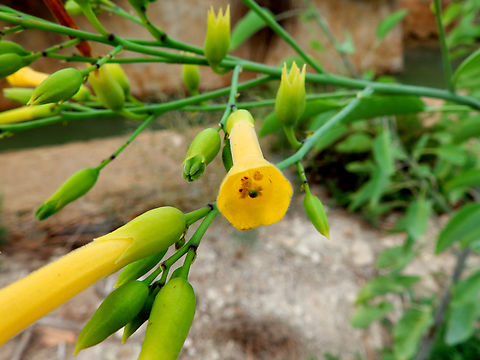 Nicotiana glauca Natural Park of El Hondo, Elche/Crevillente, Alicante - Spain  Fall,Geotagged,Nicotiana glauca,Spain