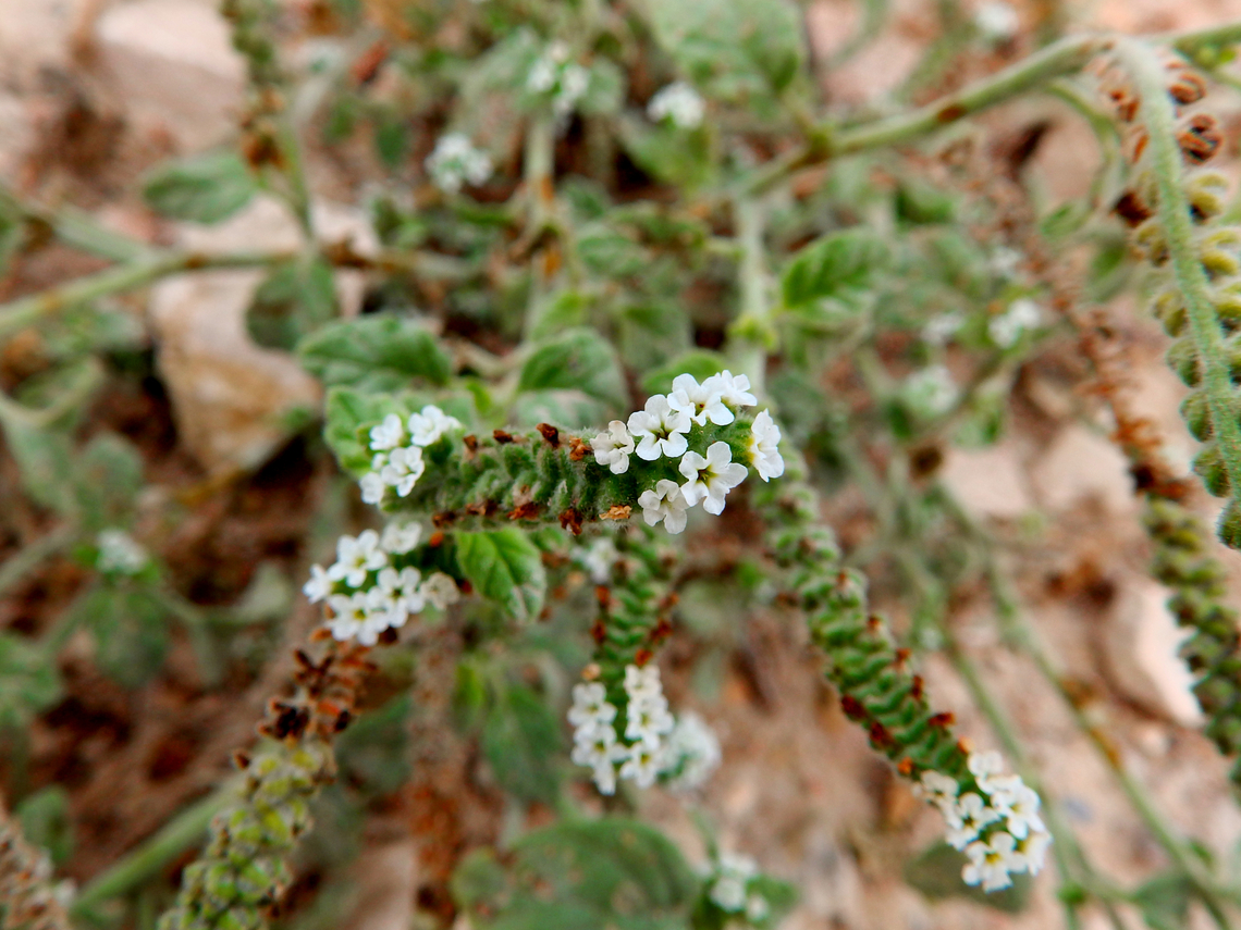 European Heliotrope - Heliotropium europaeum Natural Park of El Hondo, Elche/Crevillente, Alicante - Spain  European Heliotrope,Fall,Geotagged,Heliotropium europaeum,Spain