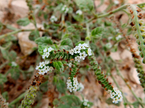 European Heliotrope - Heliotropium europaeum Natural Park of El Hondo, Elche/Crevillente, Alicante - Spain  European Heliotrope,Fall,Geotagged,Heliotropium europaeum,Spain