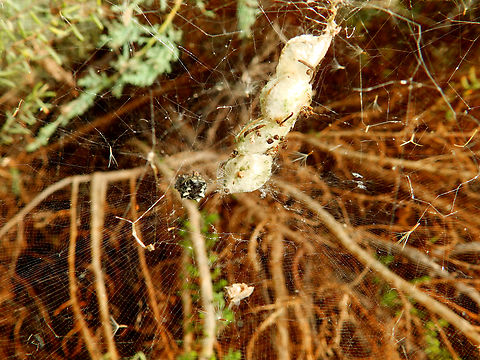 Tropical Tent-Web Spider - Cyrtophora citricola Natural Park of El Hondo, Elche/Crevillente, Alicante - Spain  Cyrtophora citricola,Fall,Geotagged,Spain,Tropical Tent-Web Spider