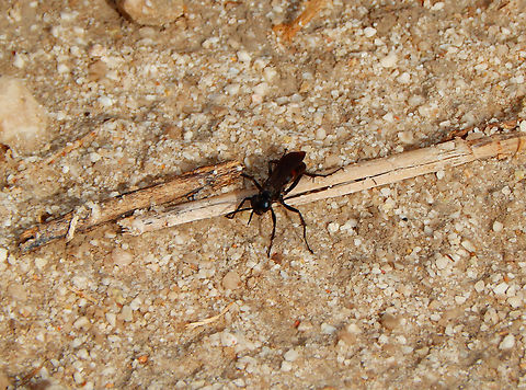 Caliadurgus fasciatellus  Banded Spider Wasp,Caliadurgus fasciatellus,Fall,Geotagged,Spain