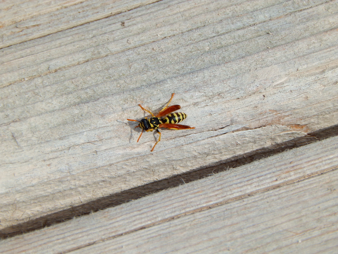 European paper wasp - Polistes dominula Natural Park of El Hondo, Elche/Crevillente, Alicante - Spain  European paper wasp,Fall,Geotagged,Polistes dominula,Spain