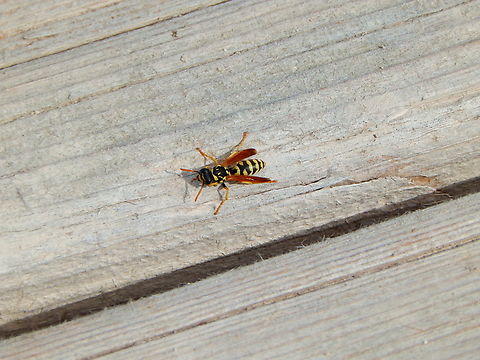 European paper wasp - Polistes dominula Natural Park of El Hondo, Elche/Crevillente, Alicante - Spain  European paper wasp,Fall,Geotagged,Polistes dominula,Spain