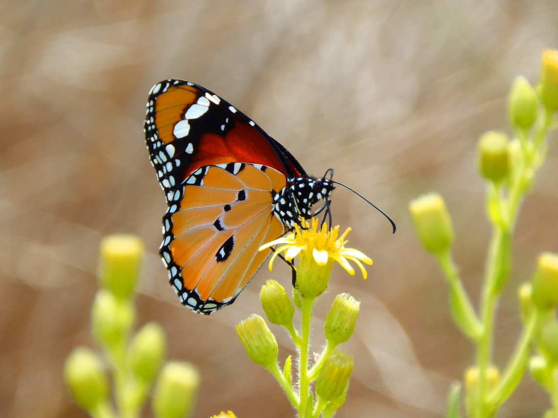 Plain Tiger  African Queen - Danaus chrysippus Natural Park of El Hondo, Elche/Crevillente, Alicante - Spain  Danaus chrysippus,Fall,Geotagged,Plain Tiger  African Queen,Spain