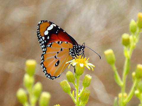 Plain Tiger  African Queen - Danaus chrysippus Natural Park of El Hondo, Elche/Crevillente, Alicante - Spain  Danaus chrysippus,Fall,Geotagged,Plain Tiger  African Queen,Spain