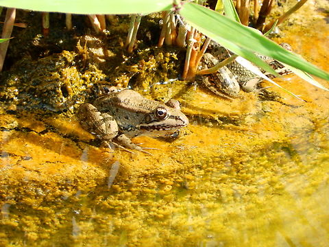 Perezs frog - Pelophylax perezi Natural Park of El Hondo, Elche/Crevillente, Alicante - Spain  Fall,Geotagged,Pelophylax perezi,Perezs frog,Spain