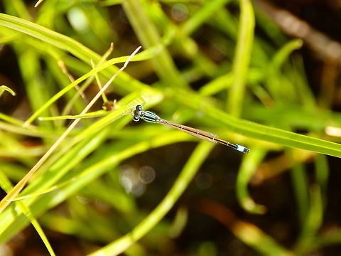 Scarce blue-tailed damselfly - Ischnura elegans Natural Park of El Hondo, Elche/Crevillente, Alicante - Spain  Blue-tailed damselfly,Fall,Geotagged,Ischnura elegans,Spain