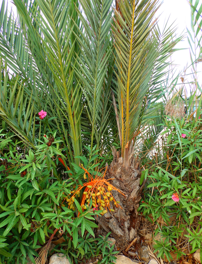 Date palm - Phoenix dactylifera Natural Park of El Hondo, Elche/Crevillente, Alicante - Spain  Date palm,Fall,Geotagged,Phoenix dactylifera,Spain