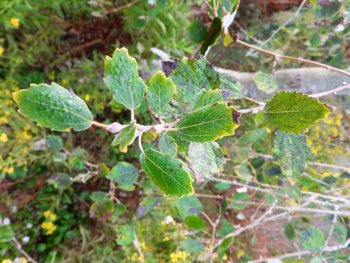 White poplar - Populus alba Natural Park of El Hondo, Elche/Crevillente, Alicante - Spain  Fall,Geotagged,Populus alba,Spain,White poplar