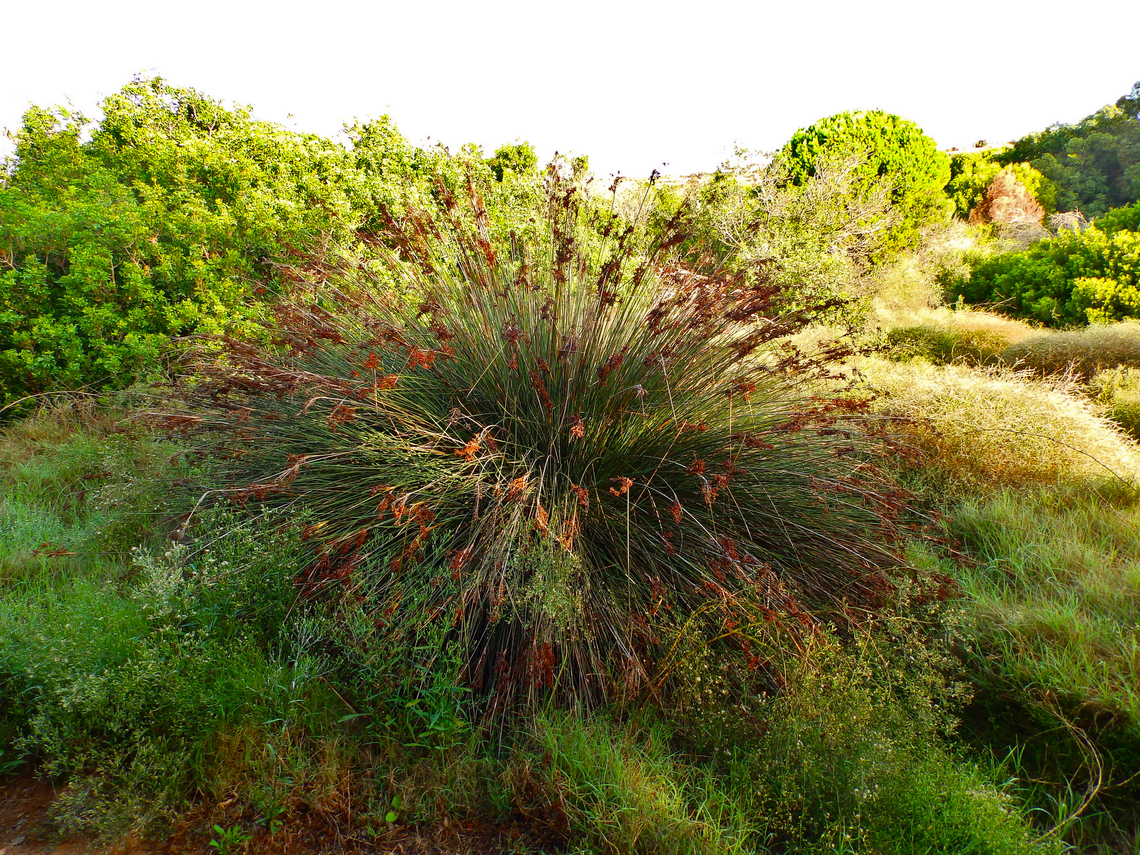 Juncus acutus Clot de Galvany, Alicante. Fall,Geotagged,Juncus acutus,Spain