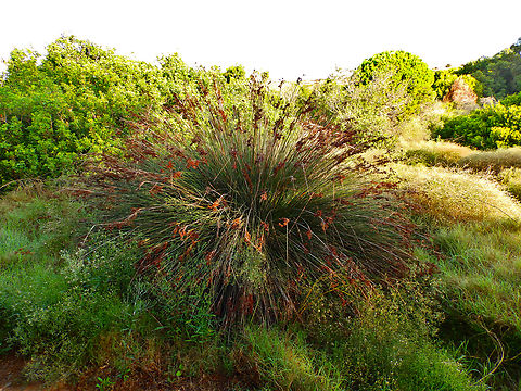 Juncus acutus Clot de Galvany, Alicante. Fall,Geotagged,Juncus acutus,Spain