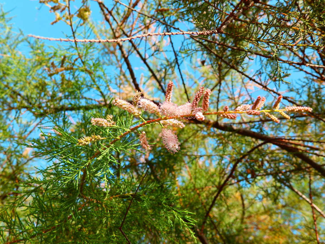 Tamarix canariensis Clot de Galvany, Alicante.  Fall,Geotagged,Spain,Tamarix canariensis