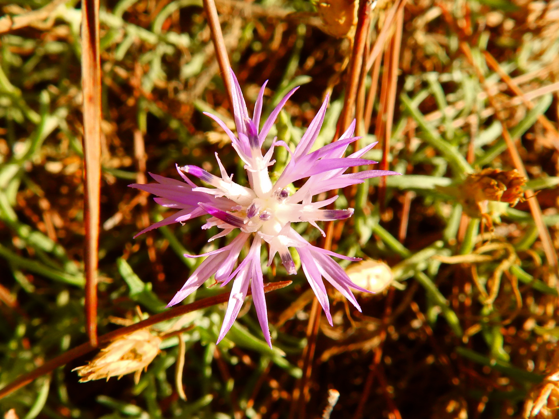 Rough star-thistle - Centaurea aspera subsp. stenophylla_ Clot de Galvany, Alicante.  Centaurea aspera,Fall,Geotagged,Spain