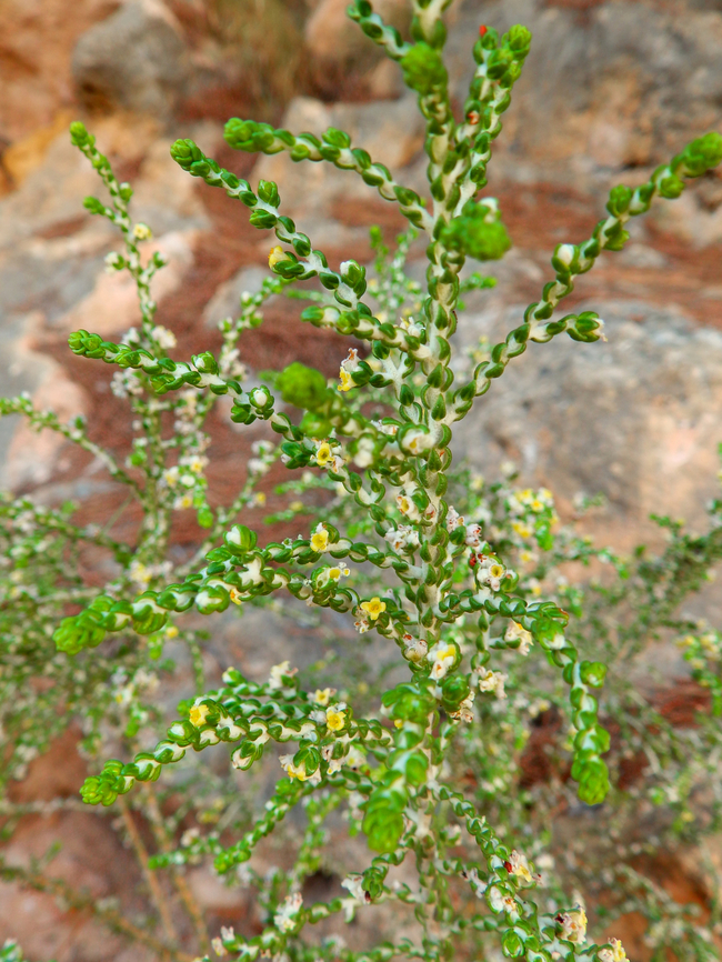 Mitnan - Thymelaea hirsuta Clot de Galvany, Alicante.  Fall,Geotagged,Mitnan,Spain,Thymelaea hirsuta
