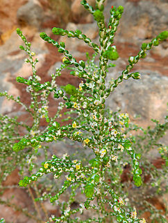 Mitnan - Thymelaea hirsuta Clot de Galvany, Alicante.  Fall,Geotagged,Mitnan,Spain,Thymelaea hirsuta