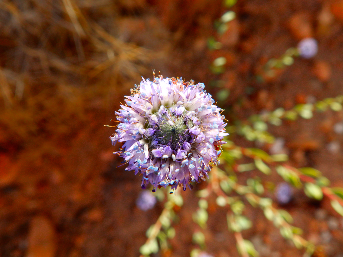 Globularia alypum Clot de Galvany, Alicante.  Fall,Geotagged,Globularia alypum,Spain