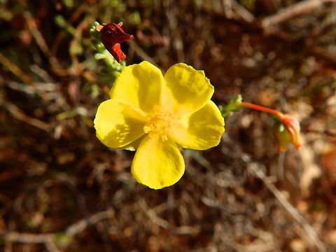 Chaparrilla - Fumana ericoides Clot de Galvany, Alicante.  Chaparrilla,Fall,Fumana ericoides,Geotagged,Spain
