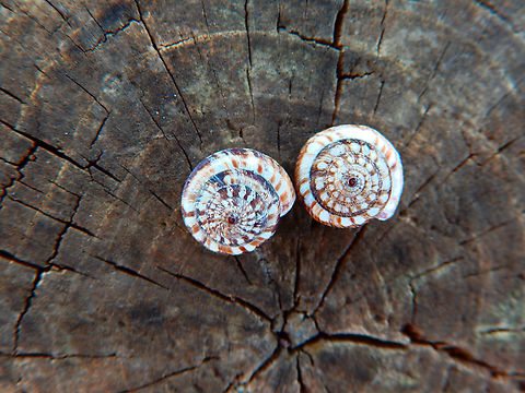 Vineyard snail - Cernuella virgata Clot de Galvany, Alicante.  Cernuella virgata,Fall,Geotagged,Spain