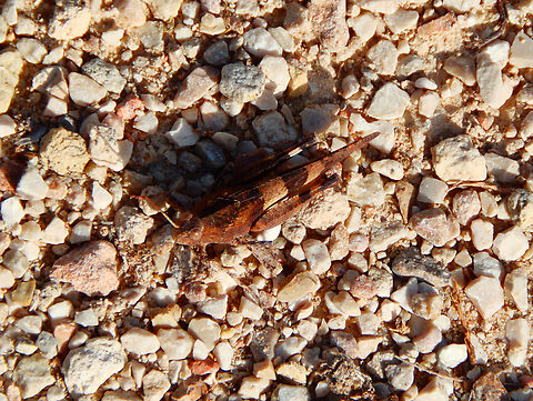 Blue-winged grasshopper - Oedipoda caerulescens Clot de Galvany, Alicante.  Fall,Geotagged,Oedipoda caerulescens,Spain