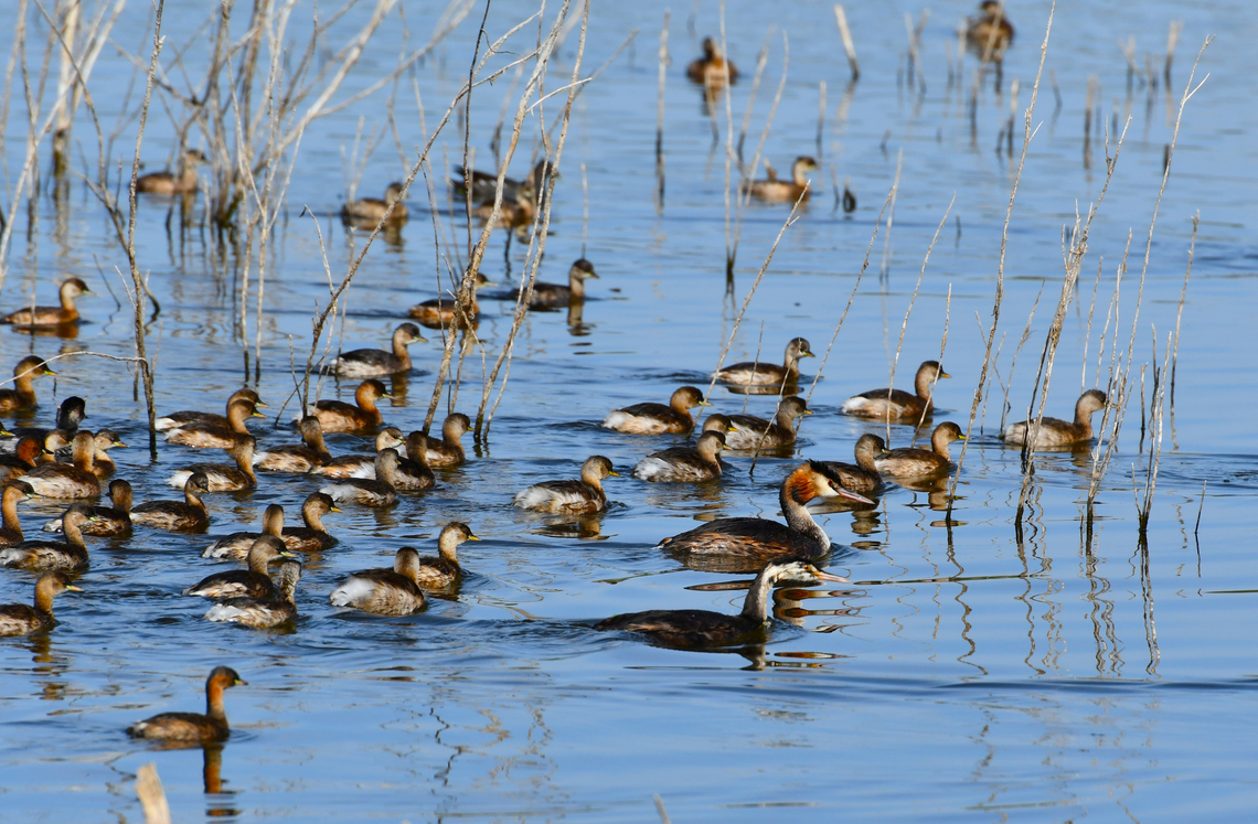 Bird potpurry This was a massive mixed flock of little grebes (Tachybaptus ruficollis), great crested grebes (Podiceps cristatus) and a few Eared grebes (Podiceps nigricollis). It was amazing to watch so many together. I add another pic for appreciation of this flock's size!<br />
<figure class="photo"><a href="https://www.jungledragon.com/image/154814/bird_potpurry_-_part_2.html" title="Bird potpurry - part 2"><img src="https://s3.amazonaws.com/media.jungledragon.com/images/2298/154814_thumb.JPG?AWSAccessKeyId=05GMT0V3GWVNE7GGM1R2&Expires=1769040010&Signature=cqraMDB3IW14g9Sa%2BRizbKEsYho%3D" width="200" height="134" alt="Bird potpurry - part 2 This is a fuller view of the size of this flock of birds...amazing!<br />
https://www.jungledragon.com/image/154812/bird_potpurry.html Fall,Geotagged,Podiceps cristatus,Podiceps nigricollis,Spain,Tachybaptus ruficollis" /></a></figure> Fall,Geotagged,Podiceps cristatus,Podiceps nigricollis,Spain,Tachybaptus ruficollis