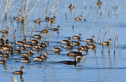 Bird potpurry This was a massive mixed flock of little grebes (Tachybaptus ruficollis), great crested grebes (Podiceps cristatus) and a few Eared grebes (Podiceps nigricollis). It was amazing to watch so many together. I add another pic for appreciation of this flock's size!
https://www.jungledragon.com/image/154814/bird_potpurry_-_part_2.html Fall,Geotagged,Podiceps cristatus,Podiceps nigricollis,Spain,Tachybaptus ruficollis