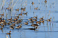 Bird potpurry This was a massive mixed flock of little grebes (Tachybaptus ruficollis), great crested grebes (Podiceps cristatus) and a few Eared grebes (Podiceps nigricollis). It was amazing to watch so many together. I add another pic for appreciation of this flock's size!<br />
https://www.jungledragon.com/image/154814/bird_potpurry_-_part_2.html Fall,Geotagged,Podiceps cristatus,Podiceps nigricollis,Spain,Tachybaptus ruficollis