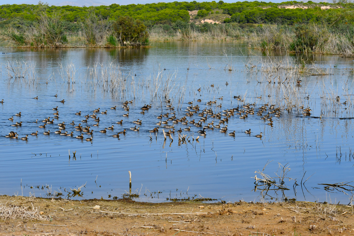 Bird potpurry - part 2 This is a fuller view of the size of this flock of birds...amazing!<br />
<figure class="photo"><a href="https://www.jungledragon.com/image/154812/bird_potpurry.html" title="Bird potpurry"><img src="https://s3.amazonaws.com/media.jungledragon.com/images/2298/154812_thumb.JPG?AWSAccessKeyId=05GMT0V3GWVNE7GGM1R2&Expires=1759968010&Signature=SqFzeSIRAdseygTS4mFnOcSnRLs%3D" width="200" height="132" alt="Bird potpurry This was a massive mixed flock of little grebes (Tachybaptus ruficollis), great crested grebes (Podiceps cristatus) and a few Eared grebes (Podiceps nigricollis). It was amazing to watch so many together. I add another pic for appreciation of this flock&#039;s size!<br />
https://www.jungledragon.com/image/154814/bird_potpurry_-_part_2.html Fall,Geotagged,Podiceps cristatus,Podiceps nigricollis,Spain,Tachybaptus ruficollis" /></a></figure> Fall,Geotagged,Podiceps cristatus,Podiceps nigricollis,Spain,Tachybaptus ruficollis