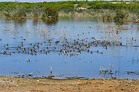 Bird potpurry - part 2 This is a fuller view of the size of this flock of birds...amazing!<br />
https://www.jungledragon.com/image/154812/bird_potpurry.html Fall,Geotagged,Podiceps cristatus,Podiceps nigricollis,Spain,Tachybaptus ruficollis
