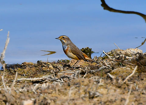 Bluethroat - Luscinia svecica Clot de Galvany, Alicante.  Bluethroat,Fall,Geotagged,Luscinia svecica,Spain