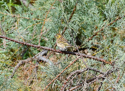 European serin - Serinus serinus Clot de Galvany, Alicante.  European serin,Fall,Geotagged,Serinus serinus,Spain