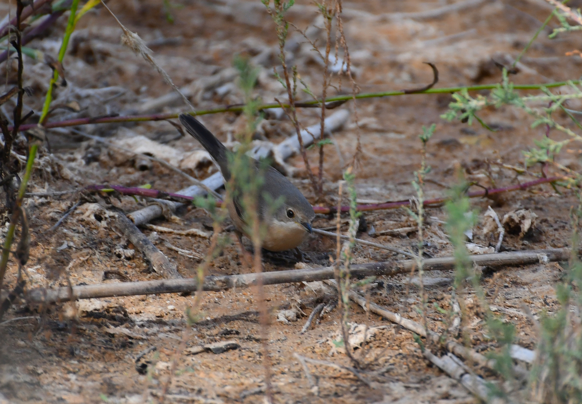 Western subalpine warbler - Sylvia cantillans female Clot de Galvany, Alicante.  Fall,Geotagged,Spain,Sylvia cantillans,Western subalpine warbler