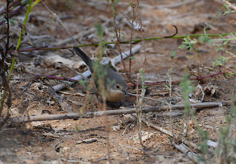 Western subalpine warbler - Sylvia cantillans female Clot de Galvany, Alicante.  Fall,Geotagged,Spain,Sylvia cantillans,Western subalpine warbler