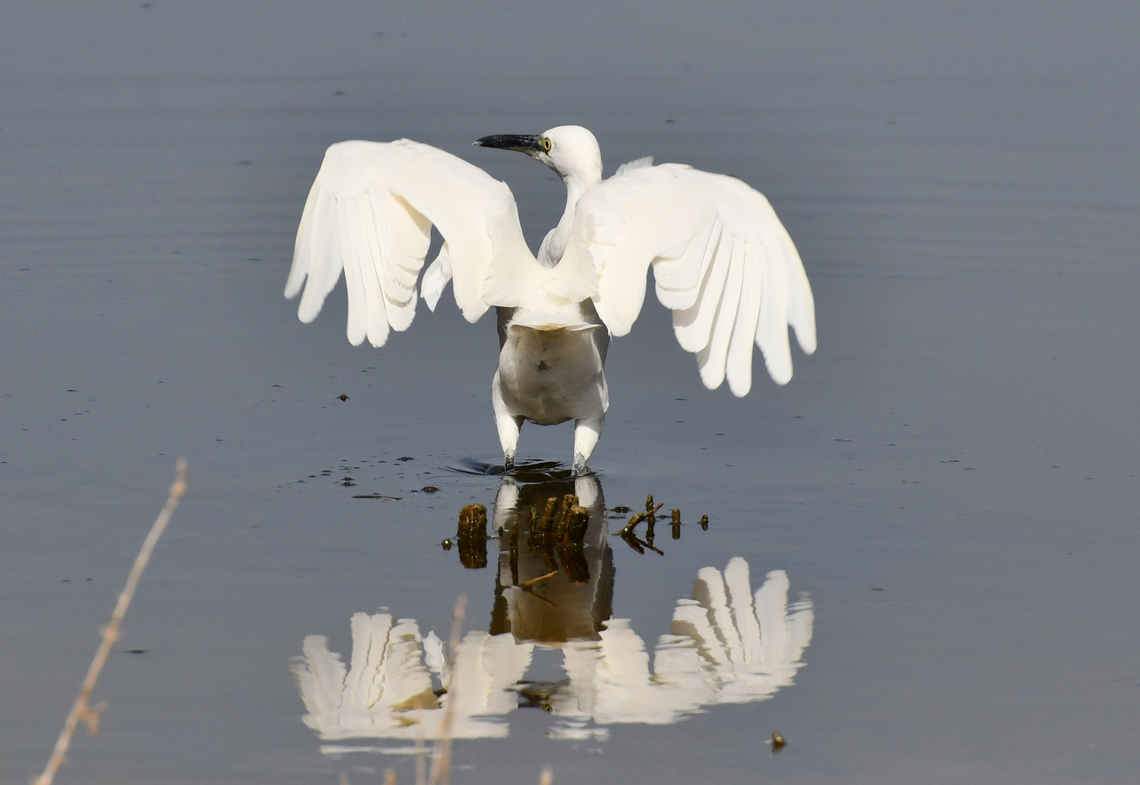 Little Egret - Egretta garzetta Clot de Galvany, Alicante.  Egretta garzetta,Fall,Geotagged,Little Egret,Spain