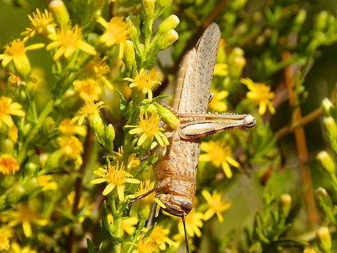 Anacridium aegyptium Clot de Galvany, Alicante.  Anacridium aegyptium,Anacridium aegyptum,Fall,Geotagged,Spain