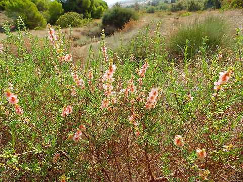 Salsola oppositifolia Clot de Galvany, Alicante.  Fall,Geotagged,Salsola oppositifolia,Spain