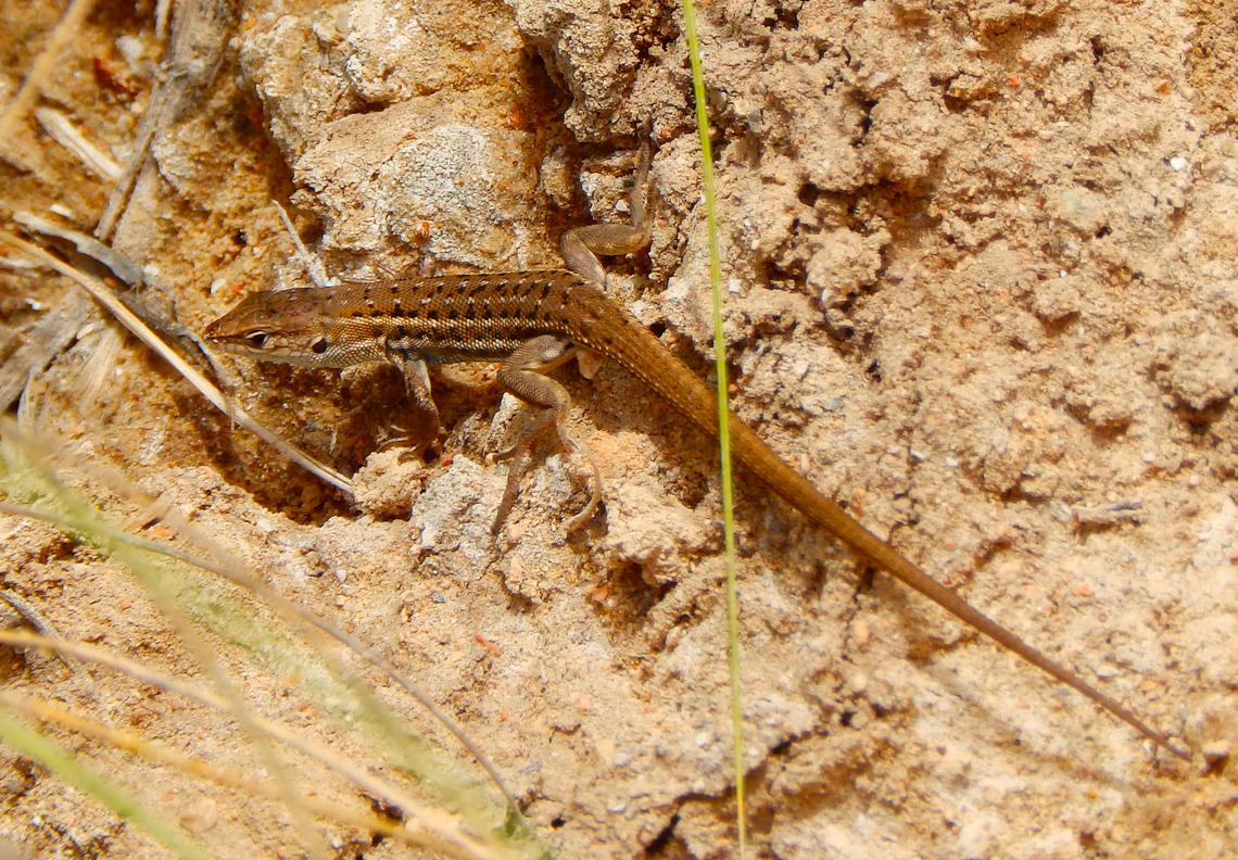 Spanish psammodromus - Psammodromus hispanicus Clot de Galvany, Alicante.  Fall,Geotagged,Psammodromus hispanicus,Psammodromus_hispanicus,Spain