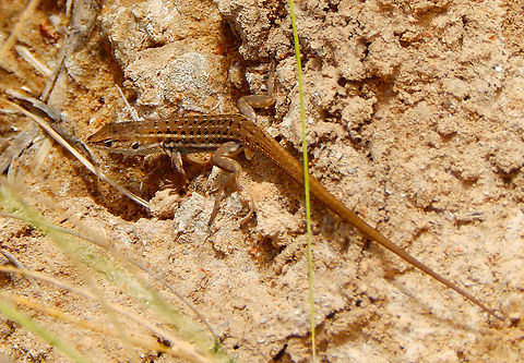 Spanish psammodromus - Psammodromus hispanicus Clot de Galvany, Alicante.  Fall,Geotagged,Psammodromus hispanicus,Psammodromus_hispanicus,Spain