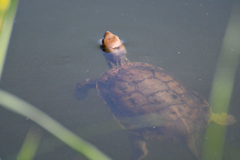 Mauremys leprosa Clot de Galvany, Alicante.  Fall,Geotagged,Mauremys leprosa,Spain,Spanish pond turtle