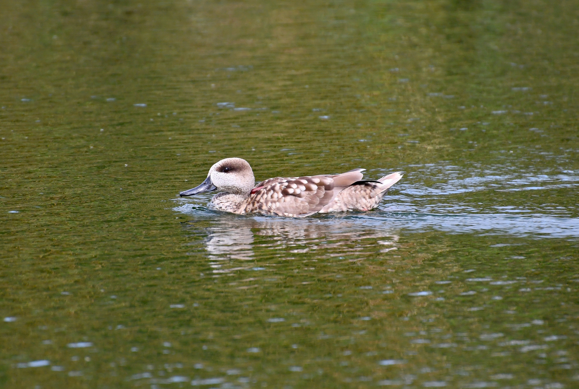 Marbled duck - Marmaronetta angustirostris Clot de Galvany, Alicante.  Fall,Geotagged,Marbled duck,Marmaronetta angustirostris,Spain