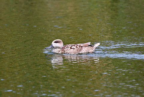 Marbled duck - Marmaronetta angustirostris Clot de Galvany, Alicante.  Fall,Geotagged,Marbled duck,Marmaronetta angustirostris,Spain