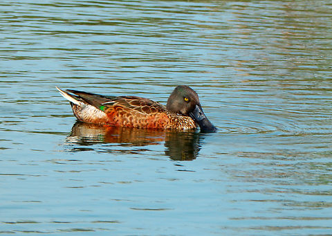 Northern Shoveler - Spatula clypeata male Clot de Galvany, Alicante.  Fall,Geotagged,Northern Shoveler,Spain,Spatula clypeata