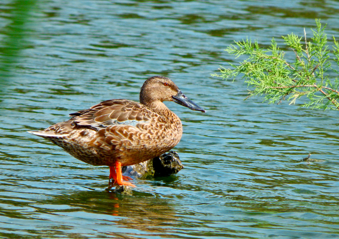 Northern Shoveler - Spatula clypeata female Clot de Galvany, Alicante.  Fall,Geotagged,Northern Shoveler,Spain,Spatula clypeata