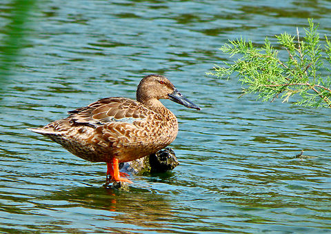 Northern Shoveler - Spatula clypeata female Clot de Galvany, Alicante.  Fall,Geotagged,Northern Shoveler,Spain,Spatula clypeata