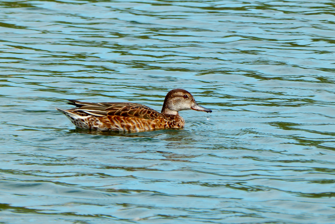 Eurasian Teal  - Anas crecca, female Clot de Galvany, Alicante.  Anas crecca,Eurasian Teal,Fall,Geotagged,Spain