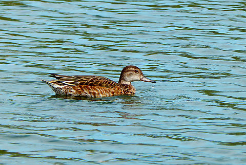 Eurasian Teal  - Anas crecca, female Clot de Galvany, Alicante.  Anas crecca,Eurasian Teal,Fall,Geotagged,Spain