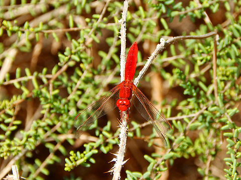 Scarlet Darter - Crocothemis erythraea, male Clot de Galvany, Alicante.  Crocothemis erythraea,Fall,Geotagged,Scarlet Darter,Spain