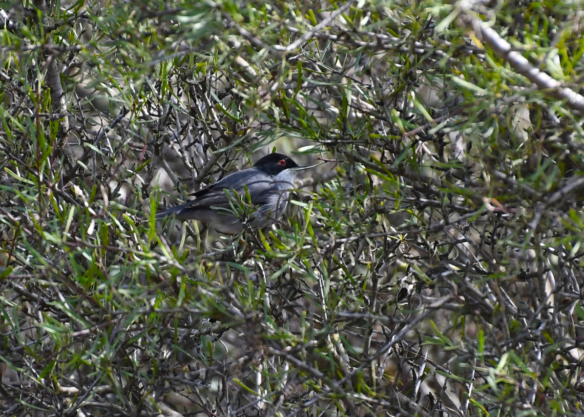 Sardinian warbler - Sylvia/Curruca melanocephala Clot de Galvany, Alicante.  Curruca melanocephala,Fall,Geotagged,Sardinian Warbler,Sardinian warbler,Spain,Sylvia melanocephala