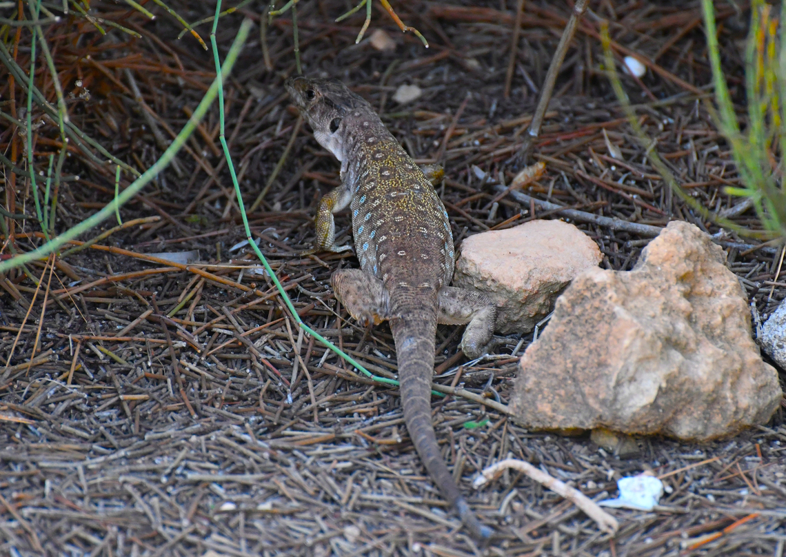 Ocellated Lizard - Timon lepidus Clot de Galvany, Alicante.  Fall,Geotagged,Ocellated Lizard,Spain,Timon lepidus