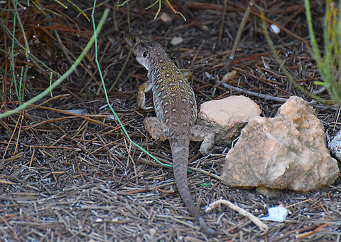 Ocellated Lizard - Timon lepidus Clot de Galvany, Alicante.  Fall,Geotagged,Ocellated Lizard,Spain,Timon lepidus