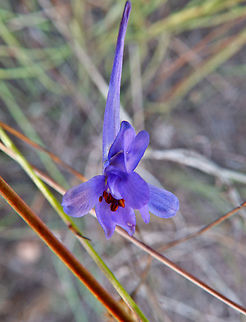 Delphinium halteratum Clot de Galvany, Alicante.  Delphinium halteratum,Delphinium_halteratum,Fall,Geotagged,Spain